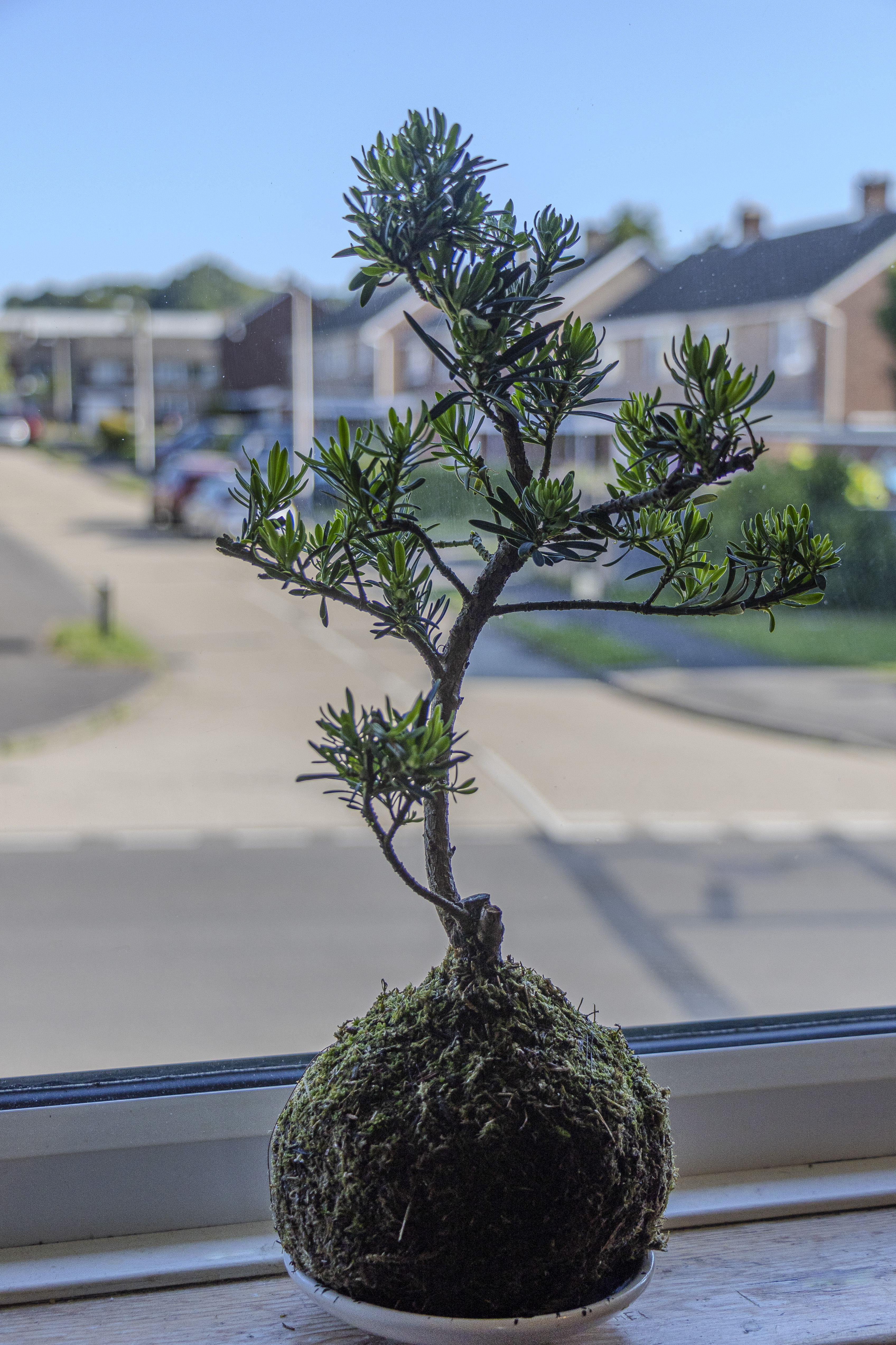 A lovely Plant with a wrapped root ball