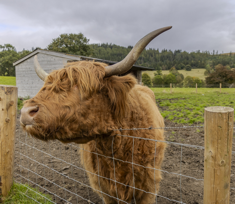 Honey the Highland Cow