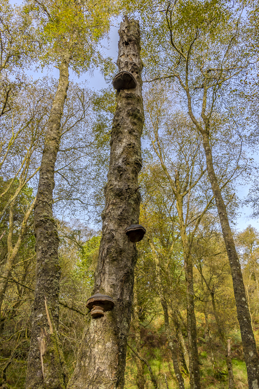 Shrooms on a Dead Tree