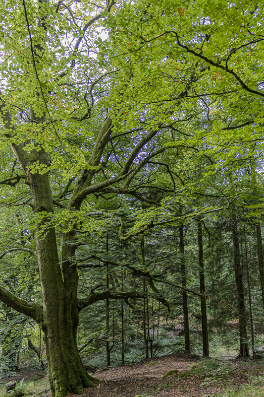 The Forest and a Mother Tree