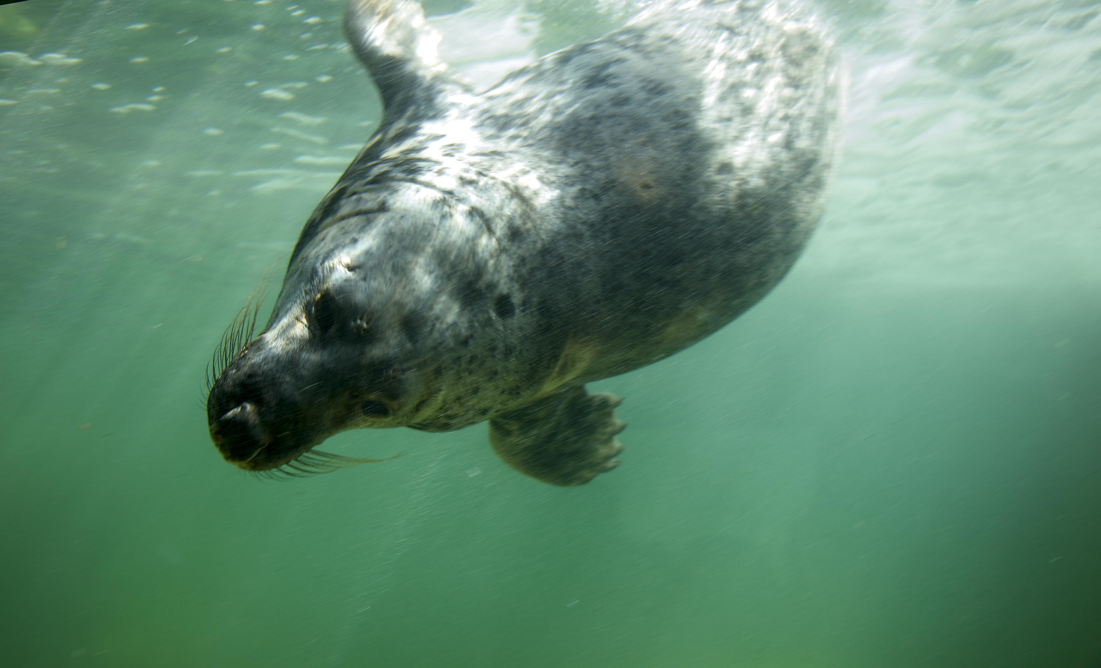 Cornish Seal Sanctuary