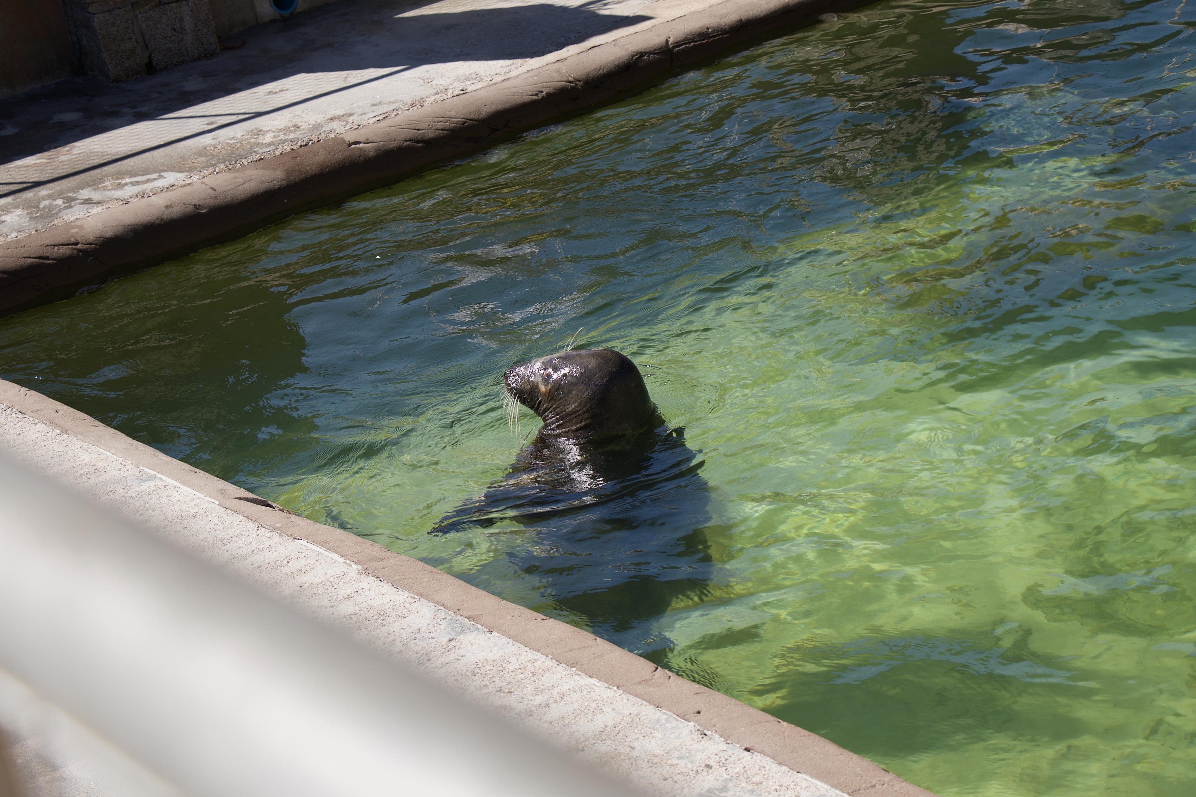 Cornish Seal Sanctuary