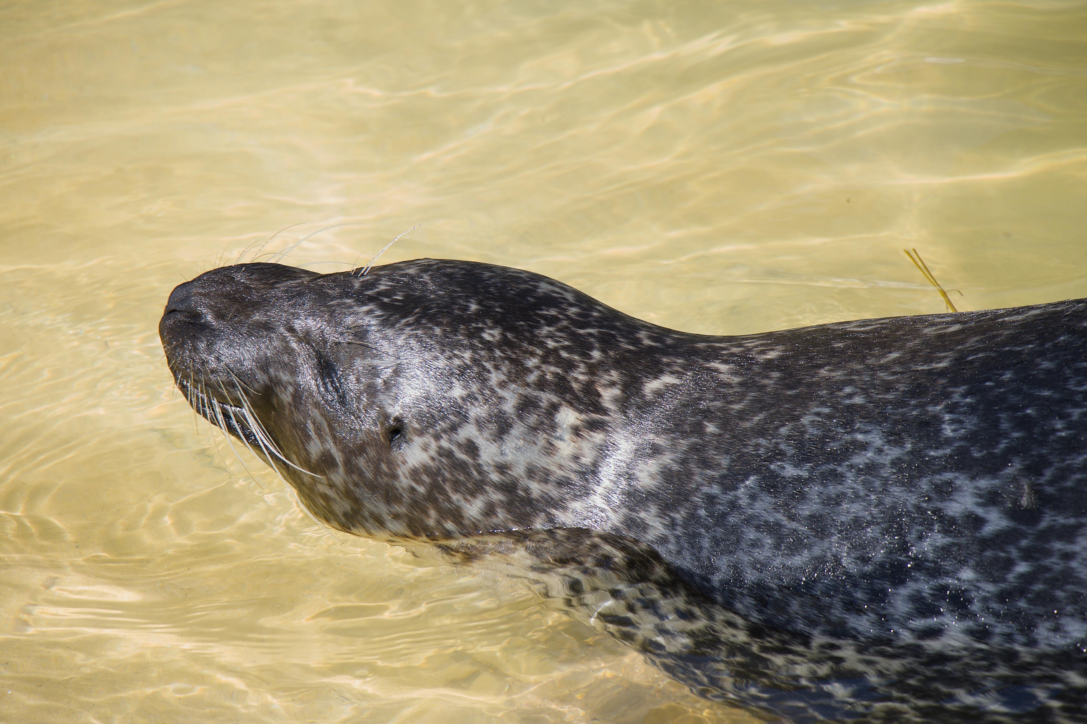 Cornish Seal Sanctuary