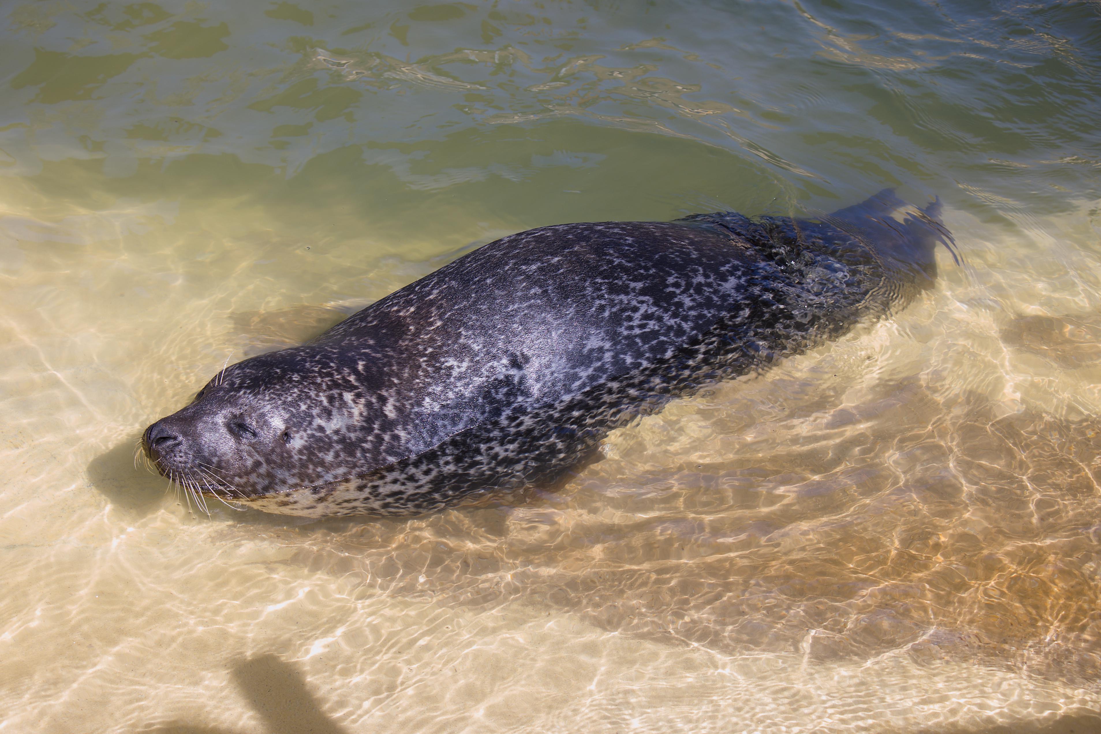 Cornish Seal Sanctuary