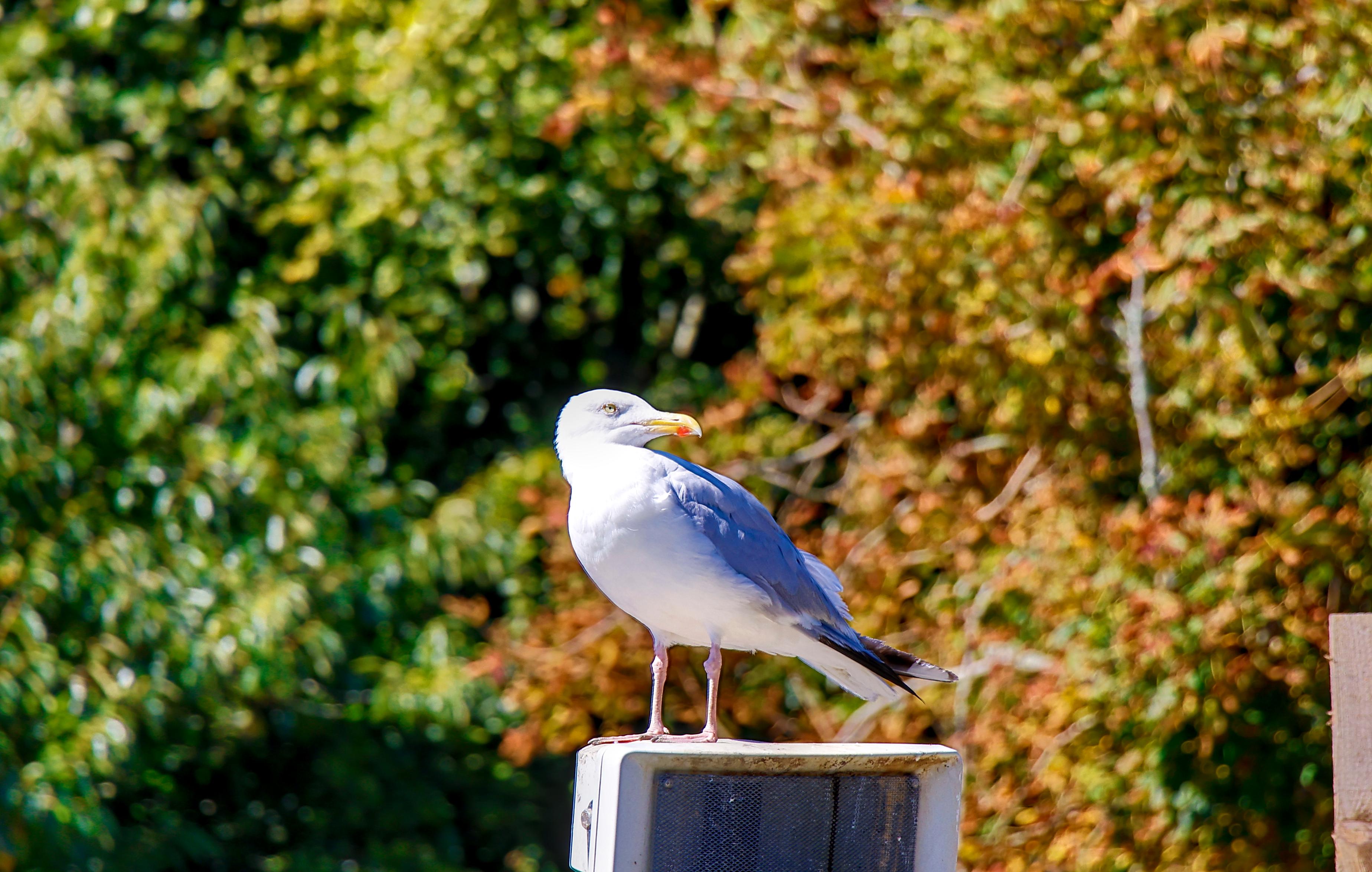 Cornish Seal Sanctuary