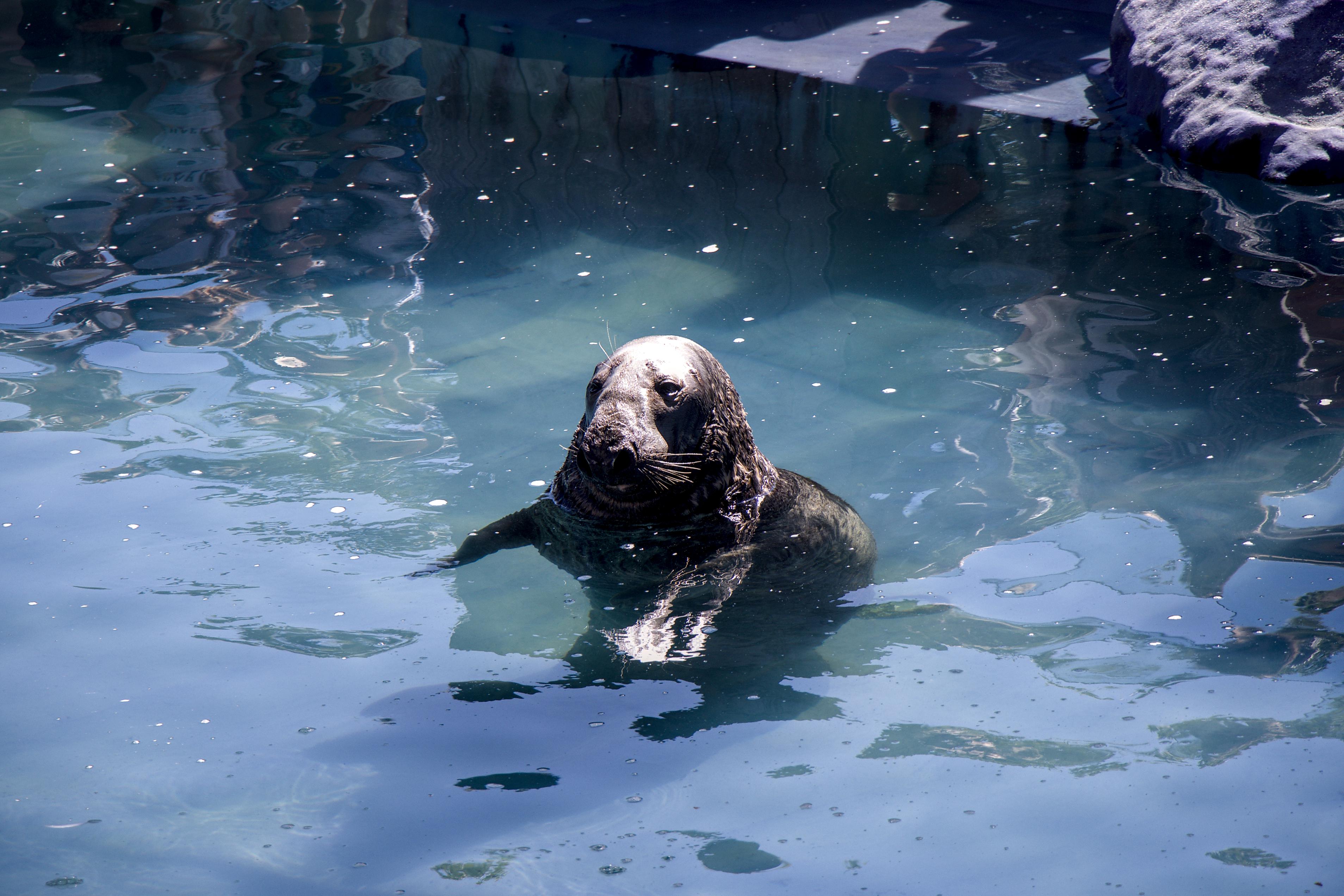 Cornish Seal Sanctuary