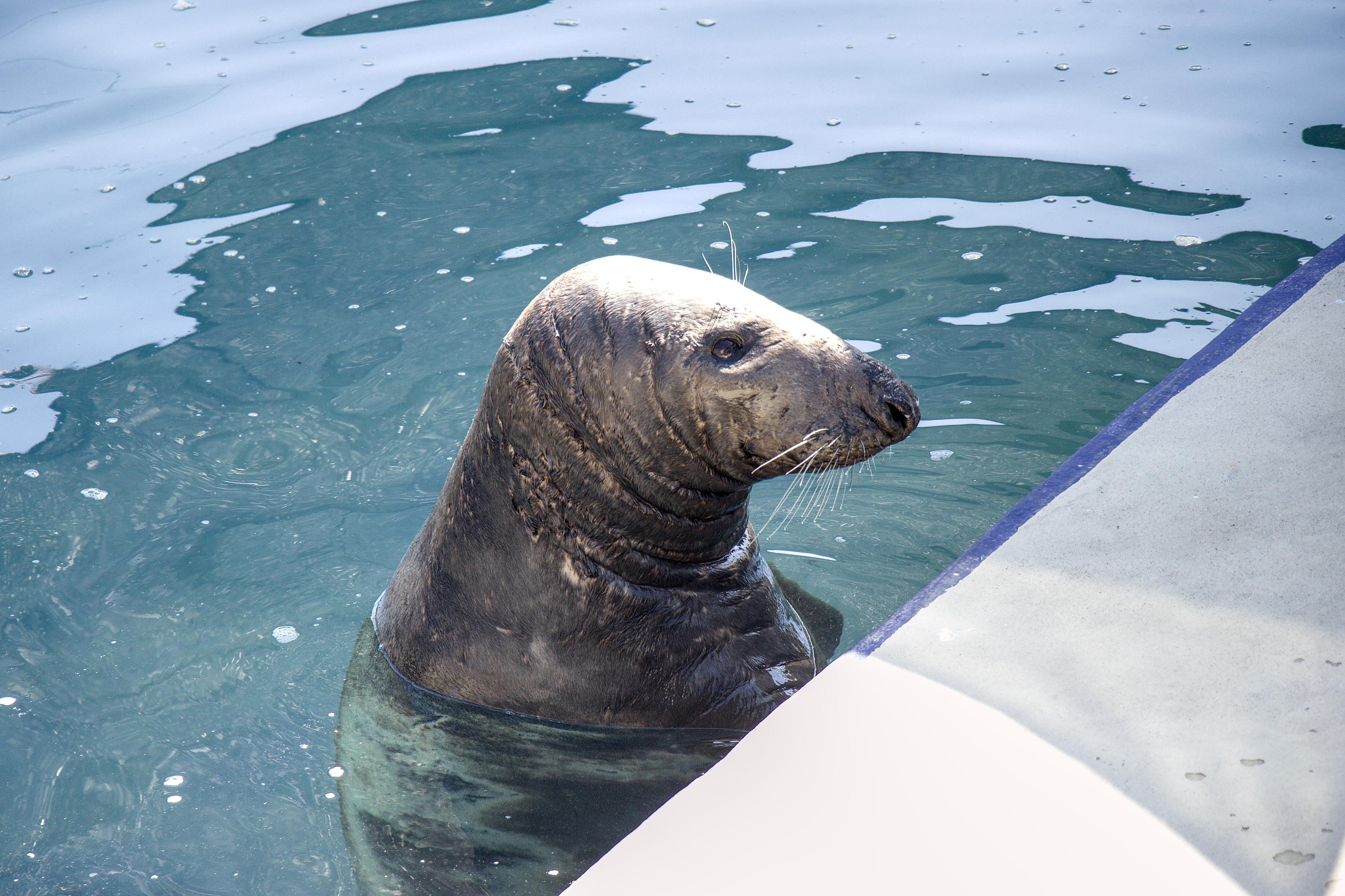 Cornish Seal Sanctuary